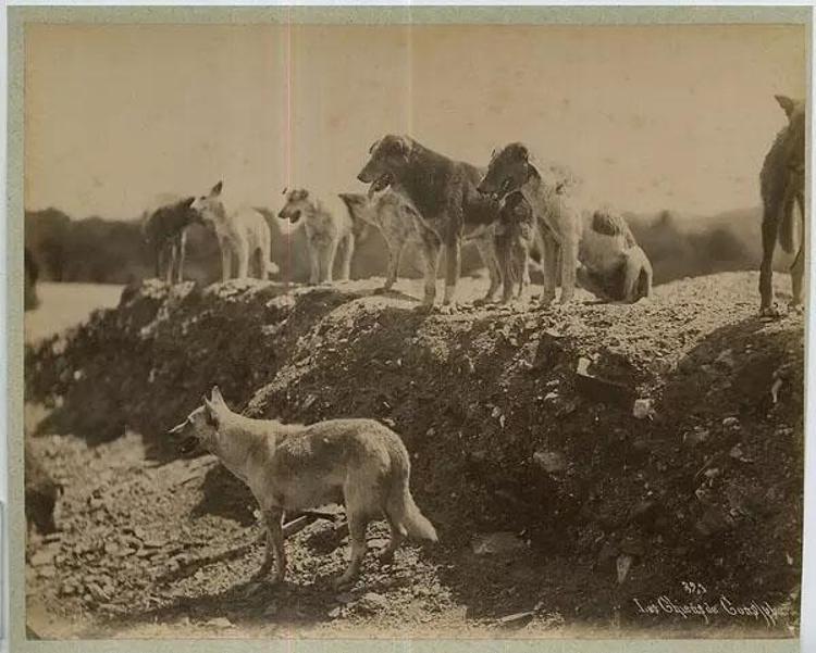 Hayırsızada sürgünü > Hayırsızada olayı nedir, Hayırsız Ada nerede, kimin Hayırsızada köpek katliamı Hayırsızada olayı nedir