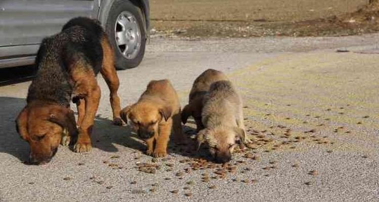 Hayırsızada sürgünü > Hayırsızada olayı nedir, Hayırsız Ada nerede, kimin Hayırsızada köpek katliamı Hayırsızada olayı nedir