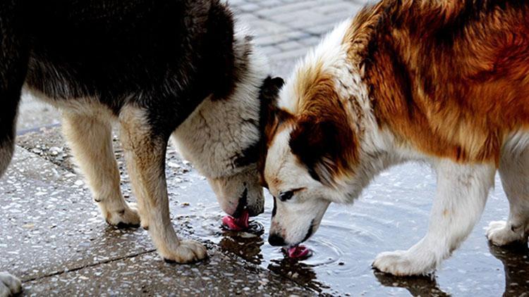 Hayırsızada sürgünü > Hayırsızada olayı nedir, Hayırsız Ada nerede, kimin Hayırsızada köpek katliamı Hayırsızada olayı nedir