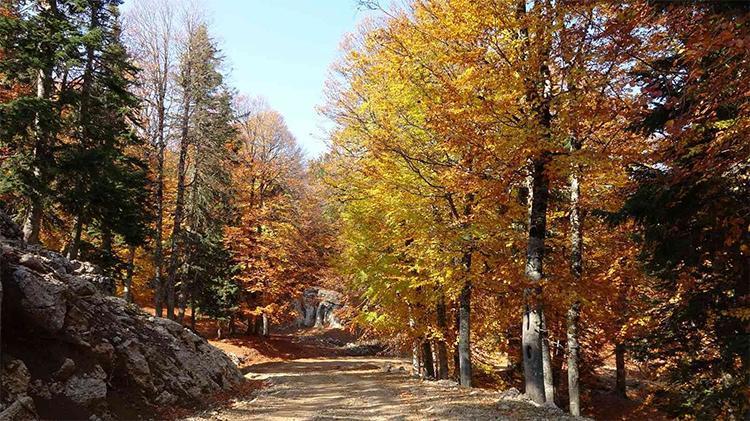 Adanadaki Yirce Kayın ormanı görenleri mest ediyor