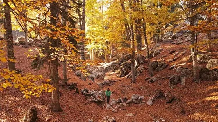 Adanadaki Yirce Kayın ormanı görenleri mest ediyor