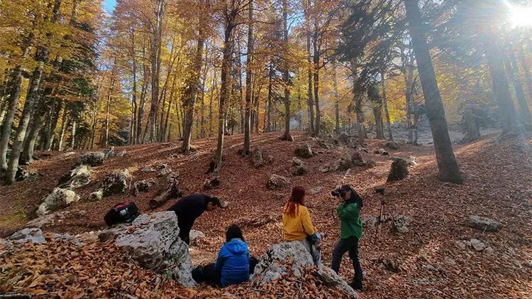 Adanadaki Yirce Kayın ormanı görenleri mest ediyor
