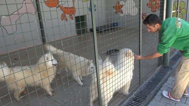 Türkiyede gündem olan köpek sorununa Gaziantepte örnek çözüm