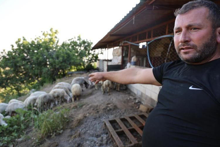 Başıboş köpek sürüleri dehşet saçtı, onlarca hayvan telef oldu