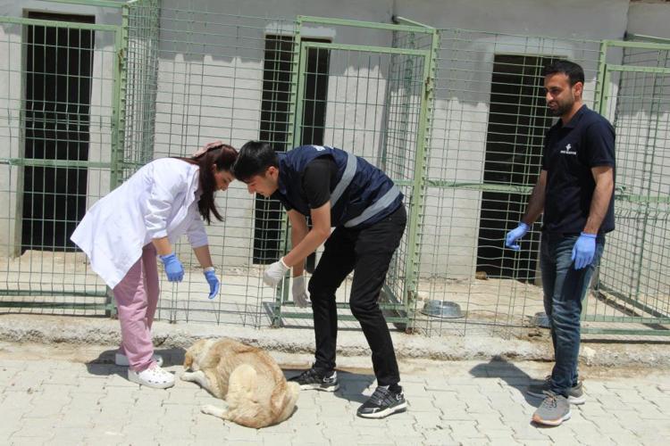 KUDUZ TEMASLI SAYISI ARTIYOR: