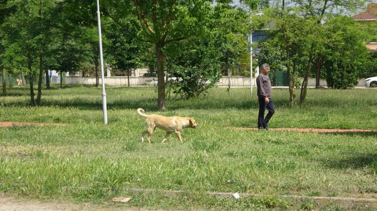SALDIRGANLAŞMIŞ KÖPEKLER: