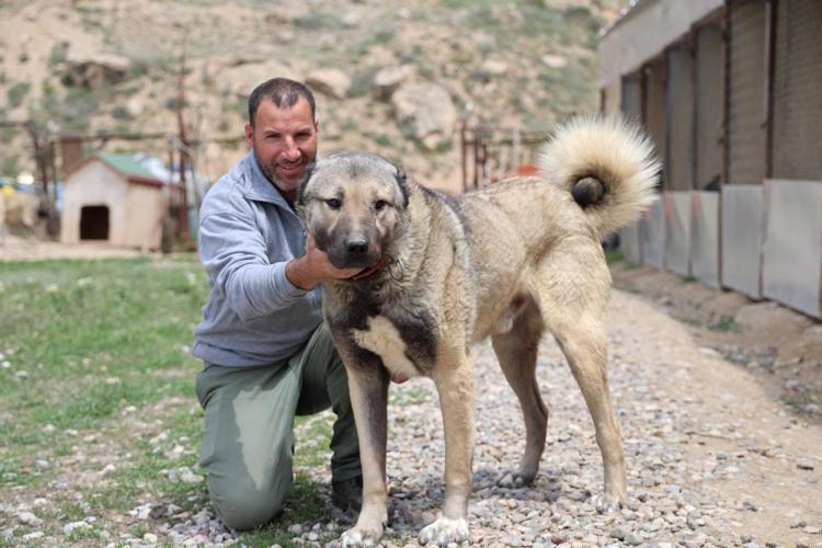 Başıboş sokak köpekleri düzenlemesinin detayları ortaya çıktı