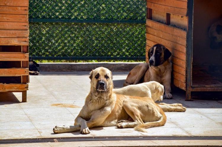Başıboş sokak köpekleri düzenlemesinin detayları ortaya çıktı