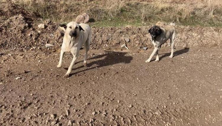 4 MİLYON SOKAK KÖPEĞİ: