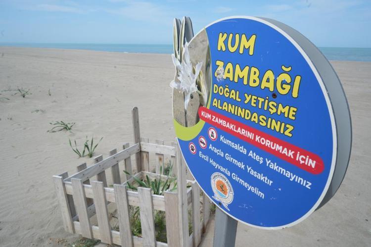 Bu çiçeği koparmanın bedeli 387 bin TL Nesli tükenme tehlikesi altında olan kum zambakları Samsun sahillerinde açtı