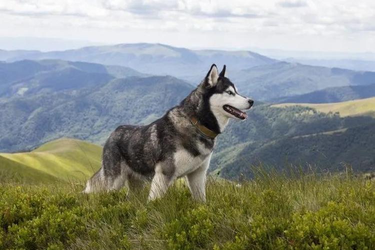 Saldırgan köpek 6 haftalık bebeklerini parçaladı Barınakta da rahat durmadı: Dehşet verici anlarda kıpırdamadı bile: O ana kadar hiç saldırganlığı olmamıştı