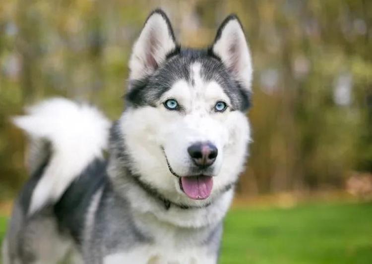 Saldırgan köpek 6 haftalık bebeklerini parçaladı Barınakta da rahat durmadı: Dehşet verici anlarda kıpırdamadı bile: O ana kadar hiç saldırganlığı olmamıştı