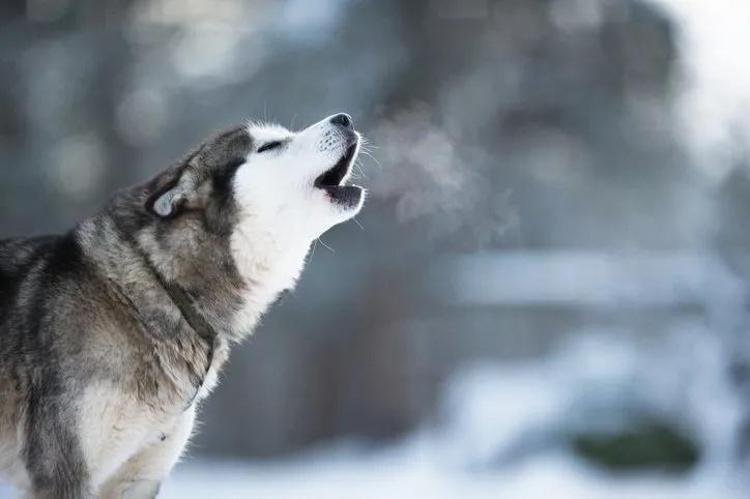 Saldırgan köpek 6 haftalık bebeklerini parçaladı Barınakta da rahat durmadı: Dehşet verici anlarda kıpırdamadı bile: O ana kadar hiç saldırganlığı olmamıştı