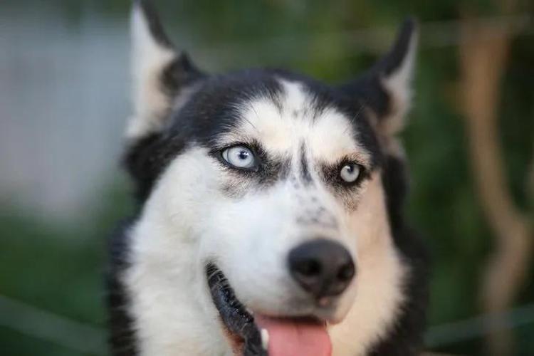 Saldırgan köpek 6 haftalık bebeklerini parçaladı Barınakta da rahat durmadı: Dehşet verici anlarda kıpırdamadı bile: O ana kadar hiç saldırganlığı olmamıştı