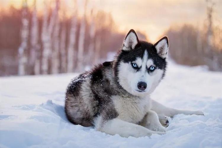 Saldırgan köpek 6 haftalık bebeklerini parçaladı Barınakta da rahat durmadı: Dehşet verici anlarda kıpırdamadı bile: O ana kadar hiç saldırganlığı olmamıştı