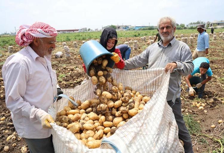 Tarım işçilerinin çocukları, günlük 600 liraya patates tarlasında çalışıyor Dondurma dağıttılar