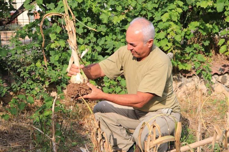 1 diş olarak aldığım sarımsağı bu hale getirdim