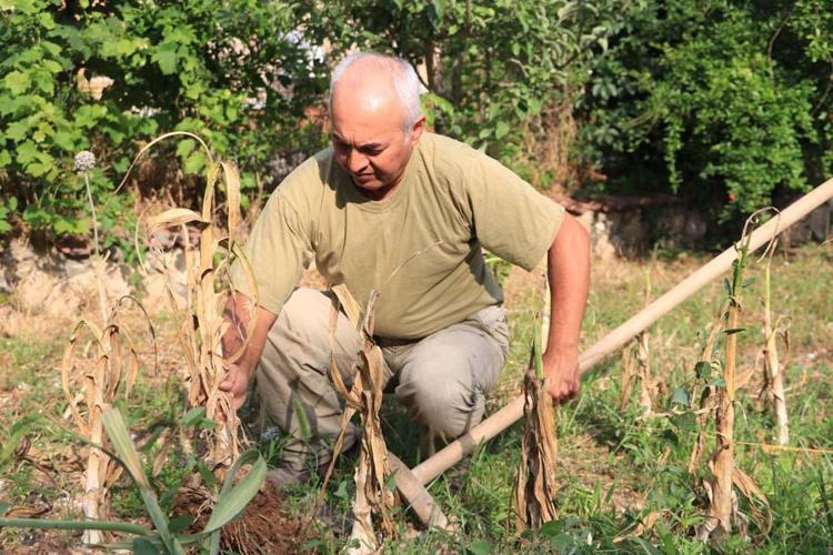 Adanada bir doktorun yetiştirdiği sarımsağı gören bir daha bakıyor Adana toprağını çok sevdi