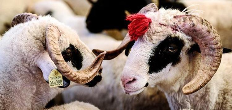 Kurban kesmek Kuranda geçiyor mu Kurban kesmek farz mı Kurban hangi ayetlerde geçiyor