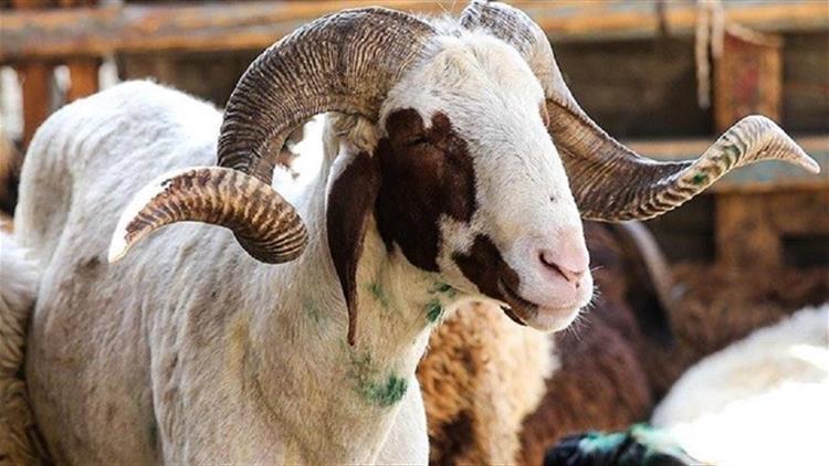 Kurban kesmek Kuranda geçiyor mu Kurban kesmek farz mı Kurban hangi ayetlerde geçiyor