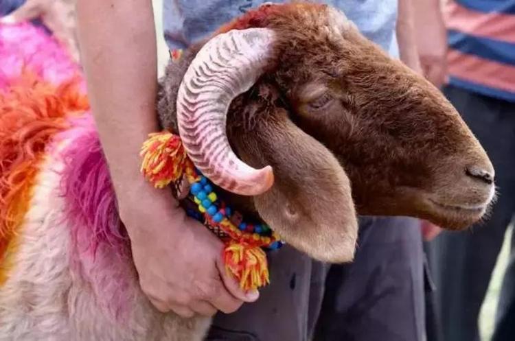Kurban kesmek Kuranda geçiyor mu Kurban kesmek farz mı Kurban hangi ayetlerde geçiyor