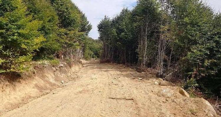 Ormanlara giriş yasağı ne zaman başlıyor Ormanlara giriş neden yasaklandı, ormanlara giriş yasağı ne zaman bitiyor Ormana giriş yasağı cezası nedir