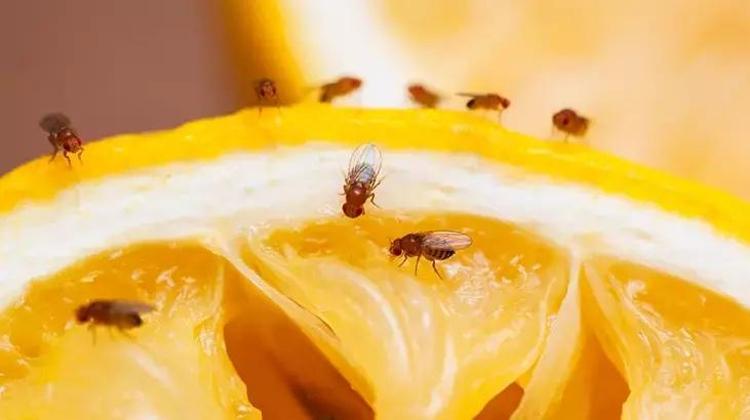 Sivrisineklerin sesini anında kesen kovan doğal likiti hazırlayın fişe takın Gece boyu vızıltıya son veriyor