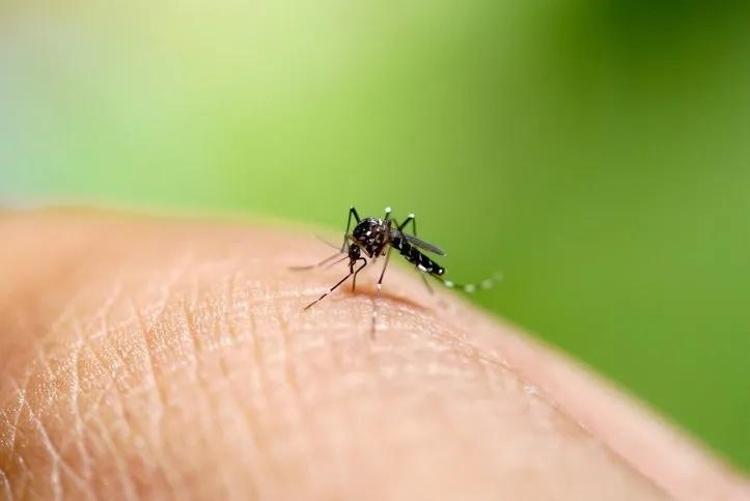 Herkes sivrisinekten kaçar ama bir doktor ısırmasına izin veriyor Sivrisinekleri koluyola besliyor Nedenini şöyle açıkladı