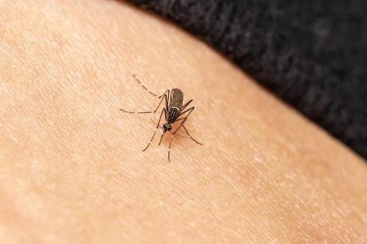 Herkes sivrisinekten kaçar ama bir doktor ısırmasına izin veriyor Sivrisinekleri koluyola besliyor Nedenini şöyle açıkladı