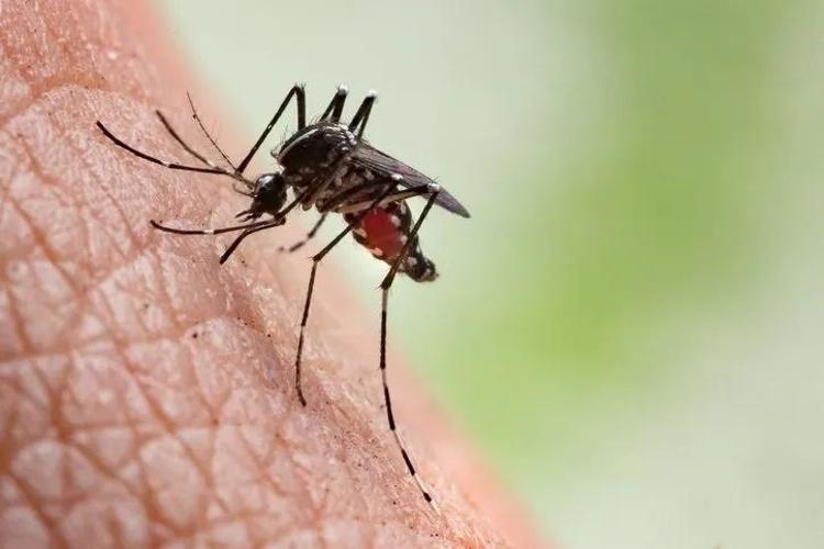 Herkes sivrisinekten kaçar ama bir doktor ısırmasına izin veriyor Sivrisinekleri koluyola besliyor Nedenini şöyle açıkladı