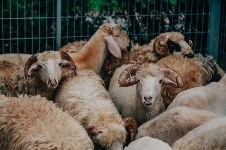 Kurban kesim duası: Kurban kesilirken okunacak dua (Türkçe, Arapça)