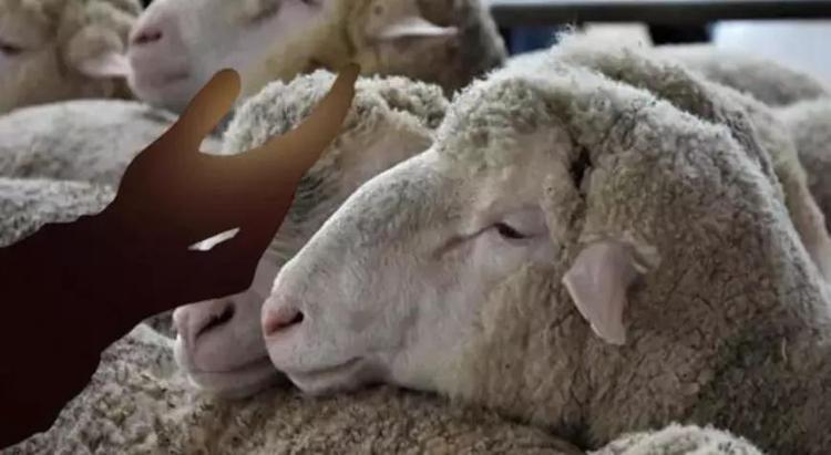 Kurban kesim duası: Kurban kesilirken okunacak dua (Türkçe, Arapça)