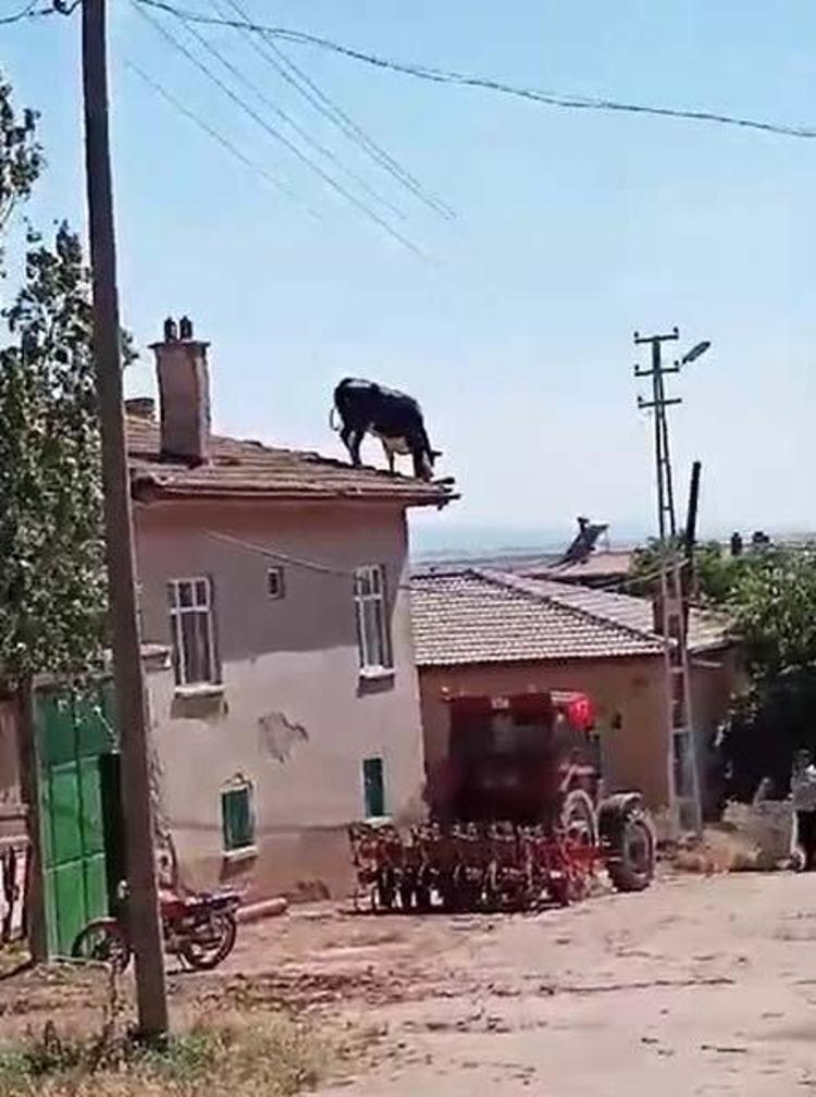 Kızgın boğa mezarlığa daldı: İki kişiyi yaraladı, kabir ziyaretine gelenler çıkartıldı