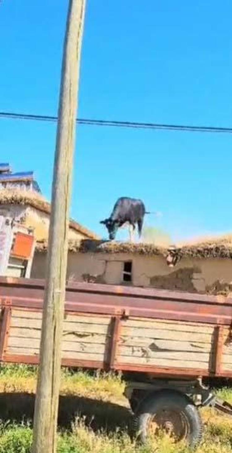 Kızgın boğa mezarlığa daldı: İki kişiyi yaraladı, kabir ziyaretine gelenler çıkartıldı