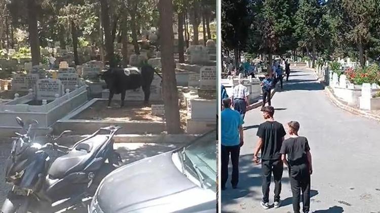 BOĞA MEZARLIĞA DALDI: İKİ KİŞİYİ YARALADI