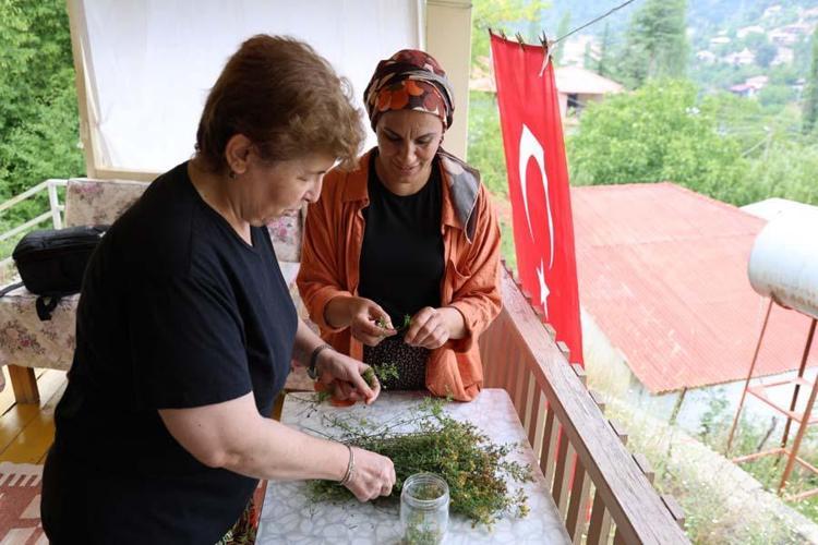 Adanalı kadınların şifa kaynağı mucize ot İlaç olarak kullanıyoruz