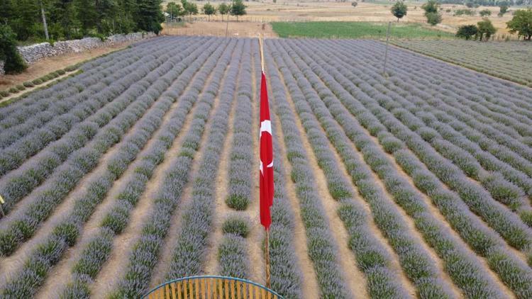 Adanada Fekeli lavanta üreticileri sahte ürünlere karşı tüketiciyi uyardı