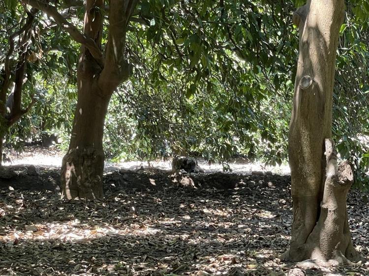 ACILI BABA KÖPEKLERİN BAHÇEDEN ALINMASINI İSTEDİ