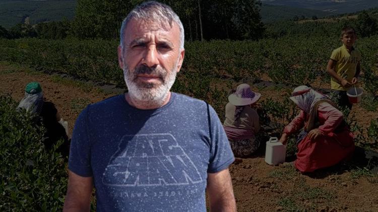 Kimse yüzüne bakmıyordu, şimdi Bilecikte köyün geçim kaynağı oldu Kilosu 400 TLden satılıyor