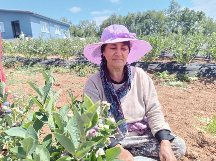 Kimse yüzüne bakmıyordu, şimdi Bilecikte köyün geçim kaynağı oldu Kilosu 400 TLden satılıyor
