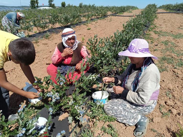 Kimse yüzüne bakmıyordu, şimdi Bilecikte köyün geçim kaynağı oldu Kilosu 400 TLden satılıyor