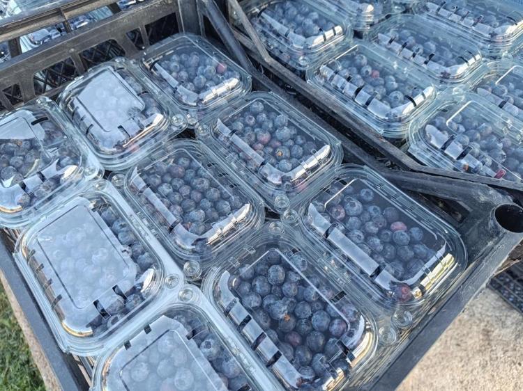 Kimse yüzüne bakmıyordu, şimdi Bilecikte köyün geçim kaynağı oldu Kilosu 400 TLden satılıyor