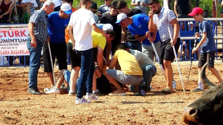 Muğlada rakibine yenilen boğa, öfkesini sahibinden çıkardı