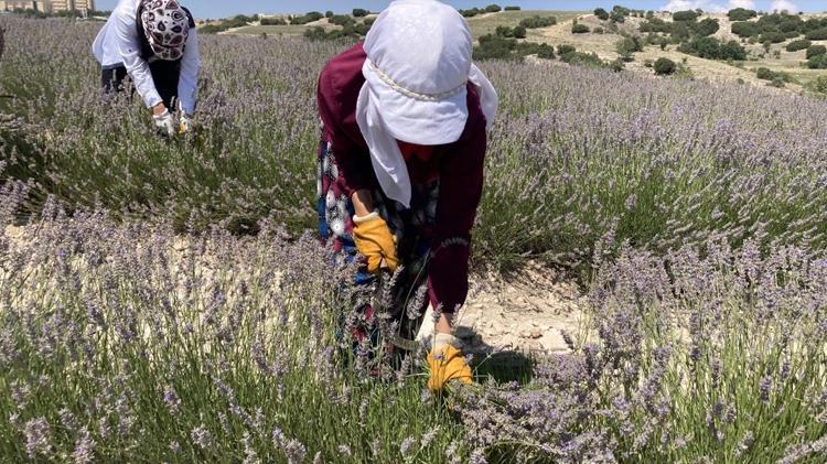 Su olmadan yetişiyor, kilosu 750 TL 84 yıl sonra bir ilk, hasat başladı