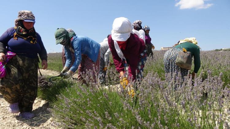 Su olmadan yetişiyor, kilosu 750 TL 84 yıl sonra bir ilk, hasat başladı