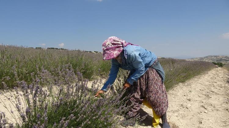 Su olmadan yetişiyor, kilosu 750 TL 84 yıl sonra bir ilk, hasat başladı