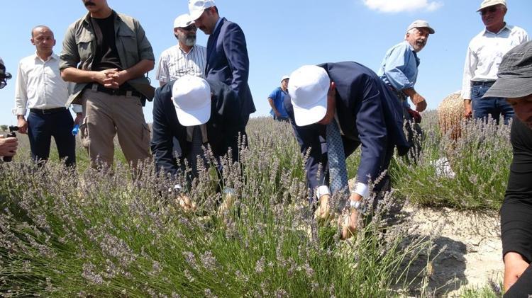 Su olmadan yetişiyor, kilosu 750 TL 84 yıl sonra bir ilk, hasat başladı