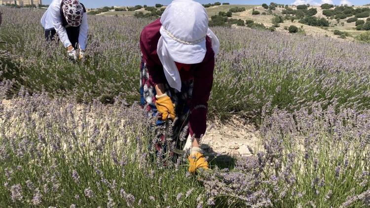 Su olmadan yetişiyor, kilosu 750 TL 84 yıl sonra bir ilk, hasat başladı