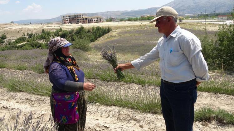 Su olmadan yetişiyor, kilosu 750 TL 84 yıl sonra bir ilk, hasat başladı