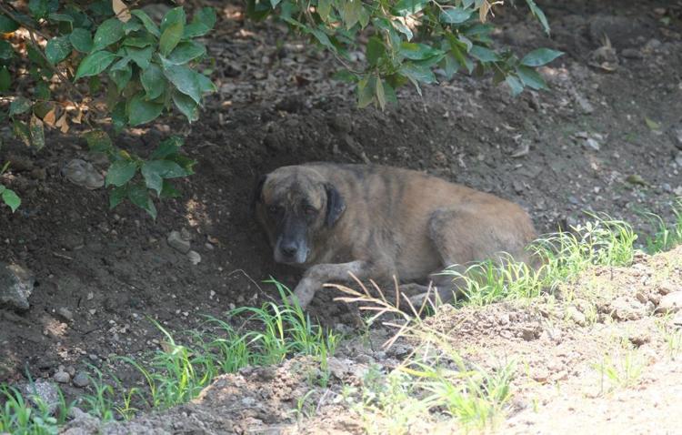 Adanada sokak köpeklerinin saldırısına uğrayan 5 yaşındaki çocuktan iyi haber Mahallesinde hala sokak köpekleri dolaşıyor